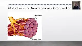 Biomechanics Muscle Motor Units