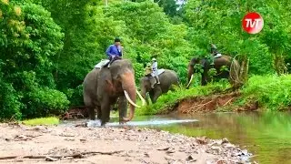 llegal Loggers Join Elephant Patrols to Save Indonesia Elephant from Extinction