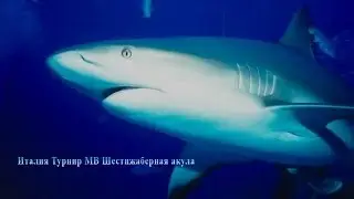 Шестижаберная акула Италия Турнир максимальный вес Русская рыбалка 3.7.4