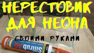 РАЗВЕДЕНИЕ НЕОНА.Нерестовики.