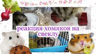 МОЖНО ЛИ ХОМЯКАМ СВЁКЛУ?! /🥗 РЕАКЦИЯ ХОМЯКОВ НА СВЁКЛУ ♥️