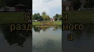 синдром раздраженного кишечника #shorts_ #shortsvideo #shortsyoutube