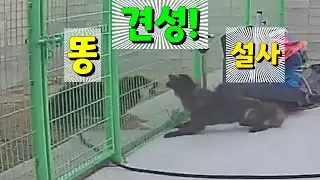 진돗개 수컷 두마리! 견성 똥 대 설사의 웅장한 만남!ㅋㅋ