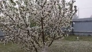 Сад цветёт, снег идёт.