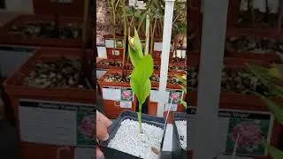 LOVELY CYPRIPEDIUM/$79.99 INGE