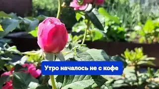 Каждое утро начинается с убийства 