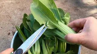 秋冬季种菜驱虫的好方法，不用药不用抓虫，科学防虫！