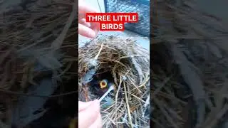 LITTLE BIRD FEEDING 
