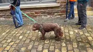 Танцующая/прыгающая процессия. Эхтернах.