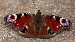 Butterfly Spreading its Wings