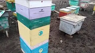 Пчеловодство/8 рамочник ДАДАН/Обзор улья