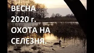 ОТКРЫТИЕ ВЕСЕННЕЙ ОХОТЫ 2020 г. ОХОТА НА СЕЛЕЗНЯ.