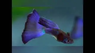 rare and fancy guppies 🐠