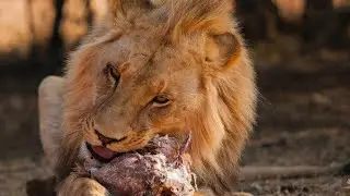 The Fearless Kings:🦁 #Lions'Power #viral #youtubevideos #ytshorts #viralvideo #viralvideos#wildlife