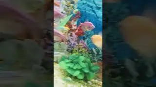 моя семечка 🐹🐹🐹🐁 и рыбки 🐟🐠🐟🐡🐠🐟🐡