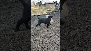 уличный кошмар для кошек