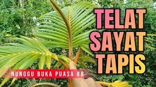 Nunggu Buka Puasa Part 8 || Telat Melakukan Sayat Tapis Bonsai Kelapa
