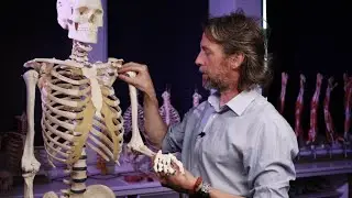 Frozen shoulder anatomy