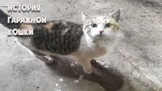 История гаражной кошки. Работала в гараже с мужиками. Спасение животных.