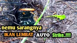 MANCING DI SARANG IKAN LEMBAT ||  AUTO STRIKE  LALU KITA PANGGANG
