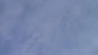Пермские голуби.