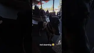 Doggo learning to be more disciplined. 