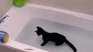 Crazy cat, loves water
