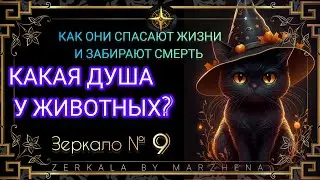 ДУША КОШКИ И СОБАКИ - Зеркало 9