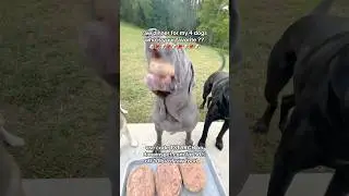 raw dinner for my 4 dogs who is your favorite ??🐶🥩🐶🥩🐶🥩🐶🥩🐶