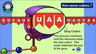 Chain termination codons ? | Stop codons ? | Non-sense CodonS