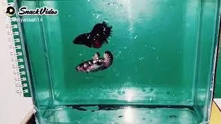 masih bocil om ku😁😁😁😁
