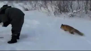 На рыбалке , вышла дикая лиса