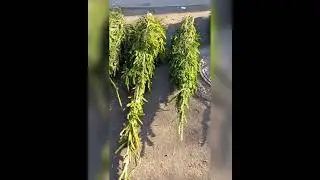 ЦЕНЫ НА ЁЛКИ В ОДЕССЕ /А ВЫ ПОКУПАТЬ БУДЕТЕ?