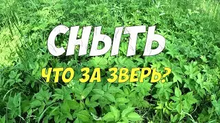 Сныть - полезное растение, которое мы не замечаем