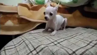 Kadınım ben kadın köpek versiyonu