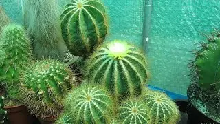 Parodia magnifica Cactus in Bloom - Notocactus magnificus, Eriocactus magnificus
