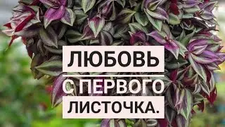 В ваш цветник.Традесканция зебрина.#цветыдляжаркоголета