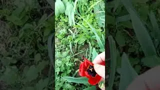 Виноват оленка!