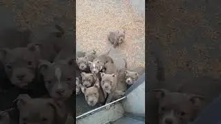 very good price. dont miss this ofert 2024. puppies american bully pocket for sale