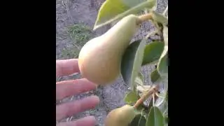 Pears Grafted Onto Hawthorn
