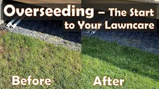 Should you overseed this fall? - Watch this review of last year's overseeding!
