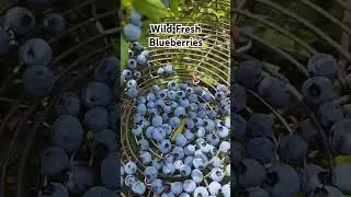 WILD FRESH BLUEBERRIES 🫐 #shorts #blueberry #canada #sudbury