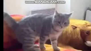 En Komik Kedi Videoları 2019