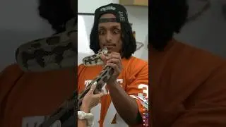 He was excited to meet noodle 🐍 #shorts #agent #collab #snake #notapet #alveus #mayahiga