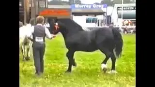 Royal Show 1993 Welsh Section C & D Champions, Tireve Rosebud, Ebbw
Victor and Nebo Princess Alice