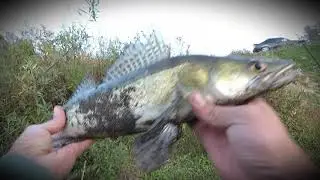 Осінній вихідний.FavoriteX1+SelectViper-бютжетна снасть для спінінгіста!!!