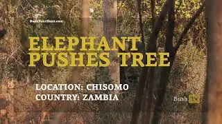 Bush TV - Elephant pushing a tree