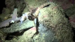 Diving in South Leyte Philippines