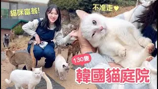 到韓國當貓咪富翁！130隻回歸大自然的貓庭院太震撼了고양이정원｜傲嬌爸的養貓日常