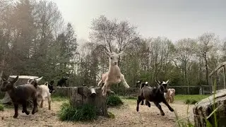 Evening Rush Hour for the goat kids!